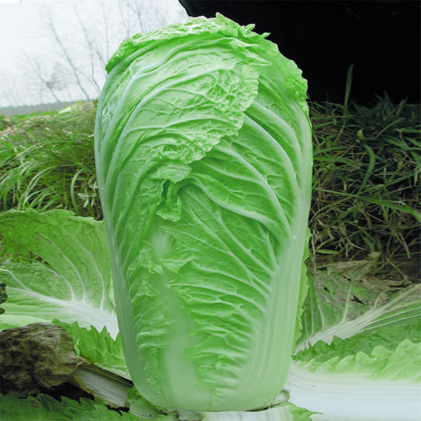 Gaokang 78 Chinese Cabbage Seeds, 5 × 5g Bags