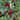 780 Dwarf Tai Chi Tomato, 5 Seeds