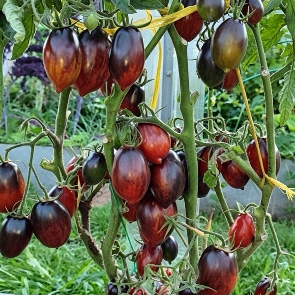 780 Dwarf Tai Chi Tomato, 5 Seeds