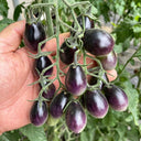 Black Jade Cherry Tomato, 100 Seeds