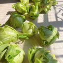 'Selected Dapingpu 818' Mustard Greens Seeds, 10g