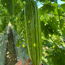 'Xinjinxiu No.12' Bitter Melon, 50 Seeds