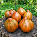 30 Marsha's Starfighter Heart Tomato, 5 Seeds