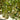 Large Wine Gourd, 10 Seeds