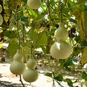 Large Wine Gourd, 10 Seeds