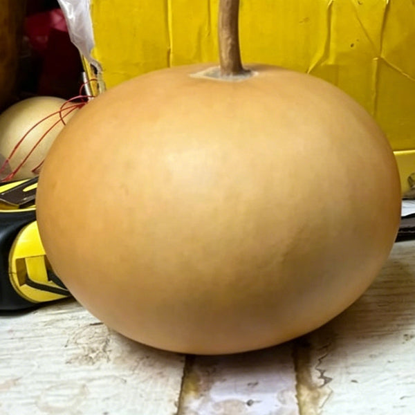 Small Apple Gourd, 10 Seeds