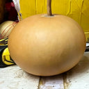 Small Apple Gourd, 10 Seeds