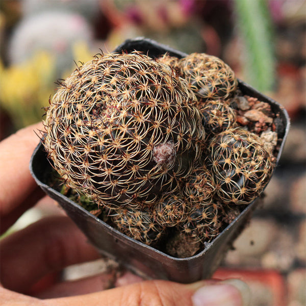Lobivia arachnacantha,3-4cm