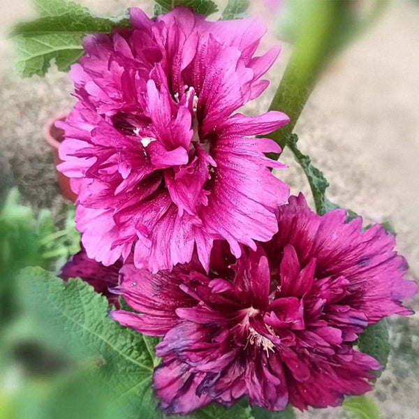 Lilac Rose Hollyhock (Alcea rosea L.) Seeds, 200 Seeds