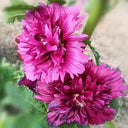 Lilac Rose Hollyhock (Alcea rosea L.) Seeds, 200 Seeds
