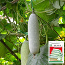 Taiwan Small Wax Gourd Seeds, 200 Seeds