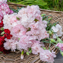Chabaud Mixed Color Carnation, 15 Seeds