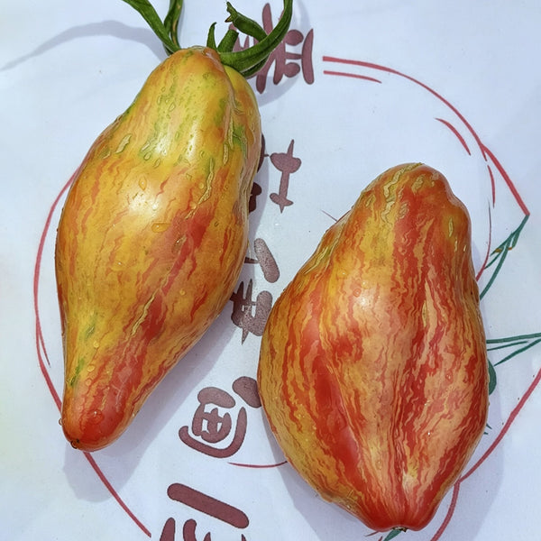 613 Tulip Tomato, 5 Seeds