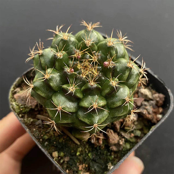 'Lishe Peony' Live Cactus, 3-4cm