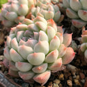 Echeveria 'Monroe', 3pcs x 1-head