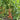 512 Psamathe Tomato, 5 Seeds