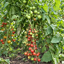 512 Psamathe Tomato, 5 Seeds