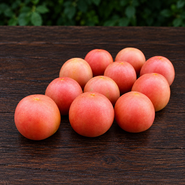 468 Dwarf Bushy Chabarovsky Tomato, 5 Seeds