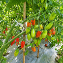544 Minos Finger Tomato, 5 Seeds