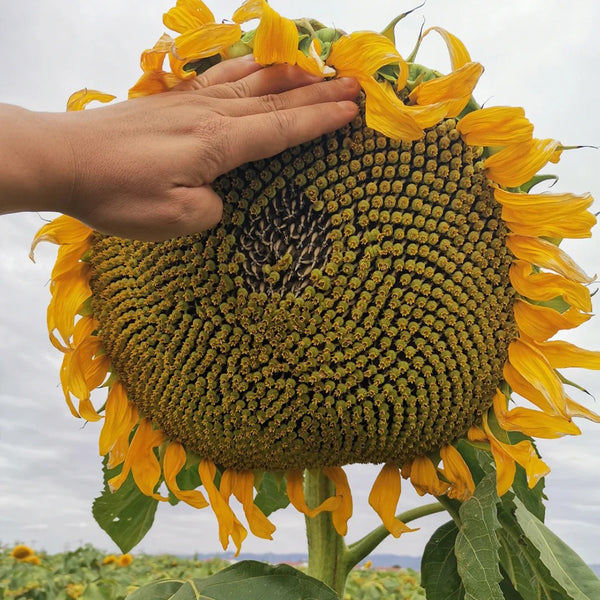 Large-seeded Edible Sunflower Seeds, 10g