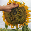 Large-seeded Edible Sunflower Seeds, 10g