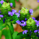 Self Heal Seeds