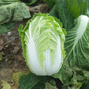 Improved 'Qingza No.3' Chinese Cabbage Seeds, 5g