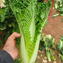 'Cuiqing 75' Qingmaye Chinese Cabbage Seeds, 4g