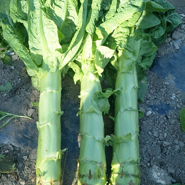 'Jiemei' Green Celtuce, 2000 Seeds