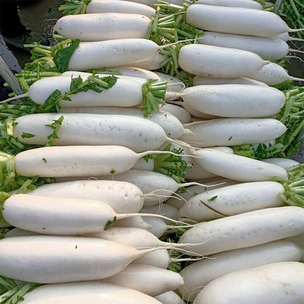 Jiujinyu White Radish Seeds, 10g