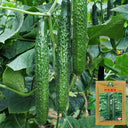 Zhongnong Spring-Autumn Hybrid Cucumber F1 Seeds, 3g