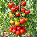 399 Yubileynyi Tarasenko Tomato, 5 Seeds