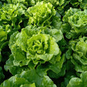 'Jiemei' Late Bolt Italian Lettuce Seeds, 25g