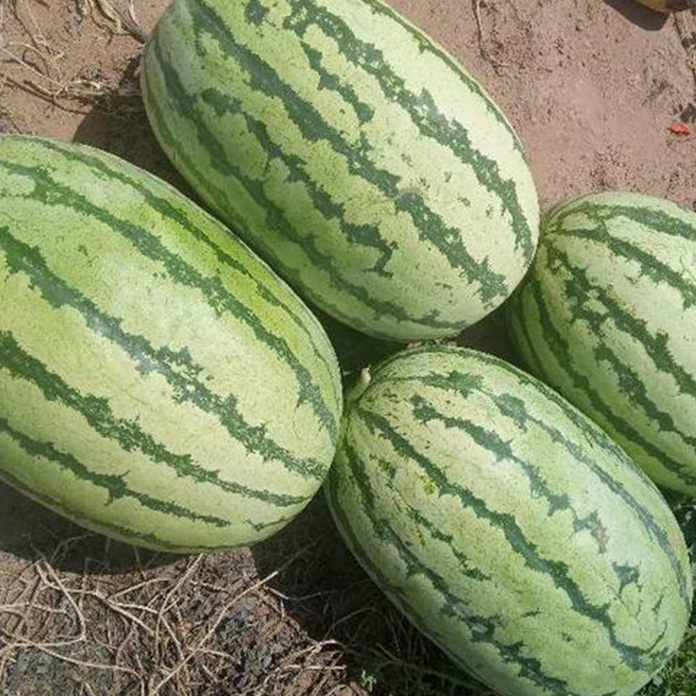 'Lanzhou P2' Sweet Watermelon Seeds