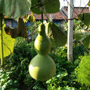 Giant Birdhouse Gourd, 10 Seeds