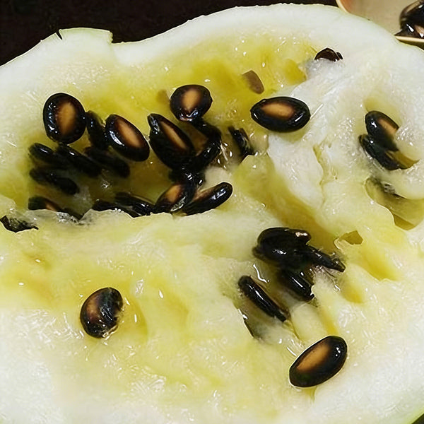 Large-seeded Watermelon Seeds,  20g