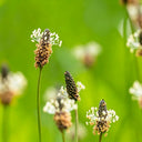 English Ribwort Plantain, 10 Seeds