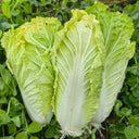 Jinsi White No. 1 Pak Choi Seeds, 10g