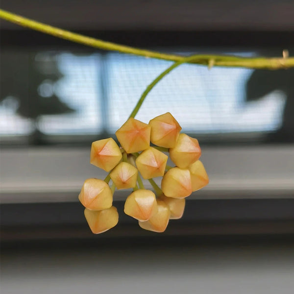 Hoya cutis-Porcelana, 3 Cuttings