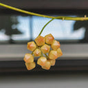 Hoya cutis-Porcelana, 3 Cuttings