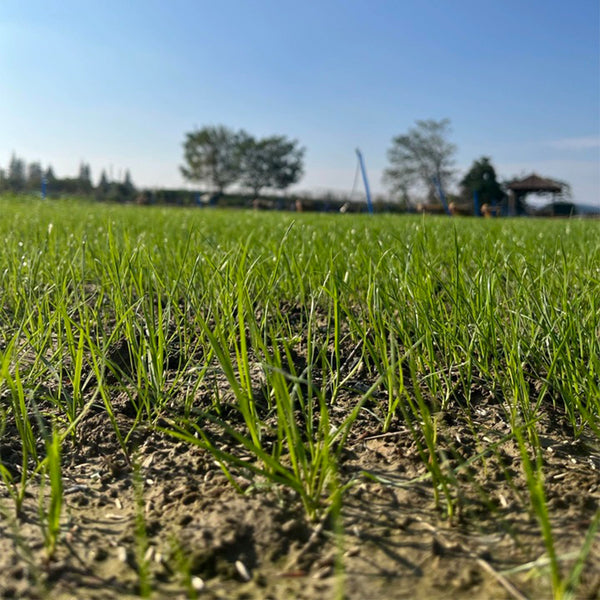 Turf-Type Tall Fescue Seeds, 50 Grams ≈ 20000 Seeds