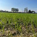 Turf-Type Tall Fescue Seeds, 50 Grams ≈ 20000 Seeds