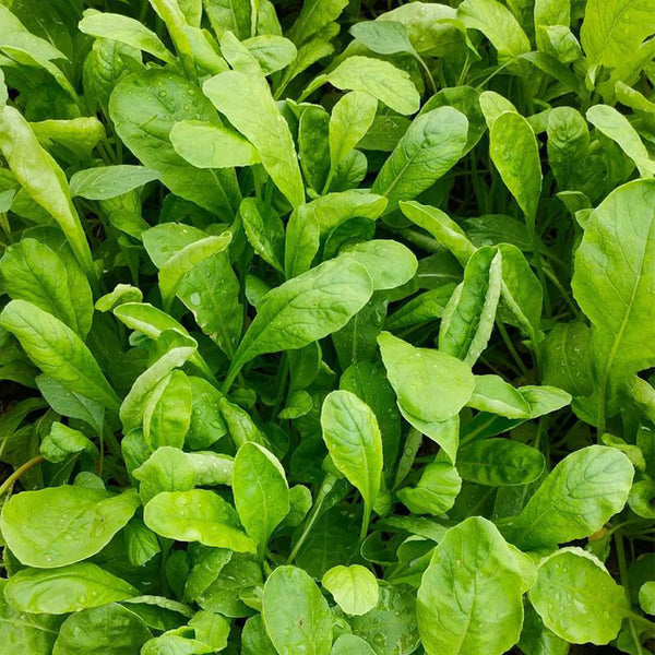 'Jiemei' Fast-Growing Radish Sprouts Seeds, 20g