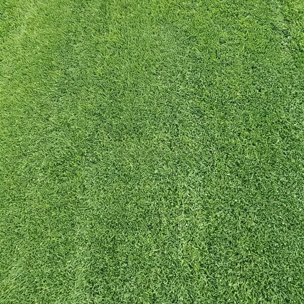 Creeping Bentgrass Seeds, 30 Grams ≈ 6500 Seeds