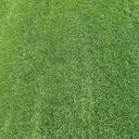 Creeping Bentgrass Seeds, 30 Grams ≈ 6500 Seeds