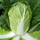 'Shuyue 601' Chinese Cabbage Seeds, 10g