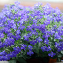 Blue-Purple Lobelia, 1g