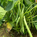 'Jiemei No. 8' Bush Bean, 40g