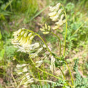 Huang Qi Seeds, 100 Seeds