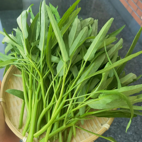 Jiemei New Green Willow Leaf Water Spinach Seeds, 500g